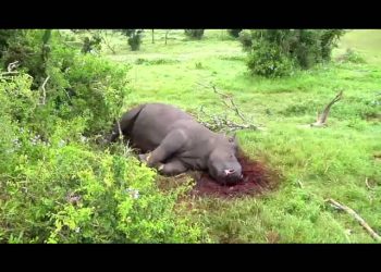Adult and calf rhinos found dead