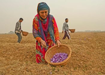 INDIA-KASHMIR-ECONOMY-SAFFRON