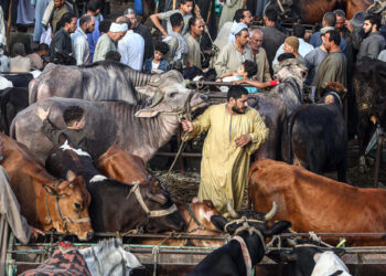EGYPT-CAIRO-EID AL-ADHA-LIVESTOCK MARKET