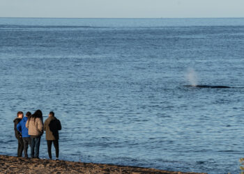 ARGENTINA-PUERTO MADRYN-ENVIRONMENT-WILDLIFE