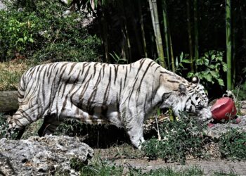 ITALY-WEATHER-HEATWAVE-CLIMATE-ZOO
