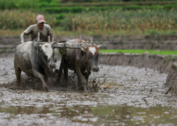NEPAL-NUWAKOT-NATIONAL PADDY DAY
